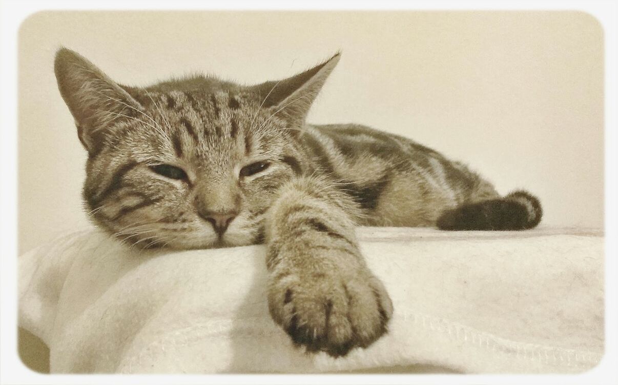 CLOSE-UP OF CATS SLEEPING