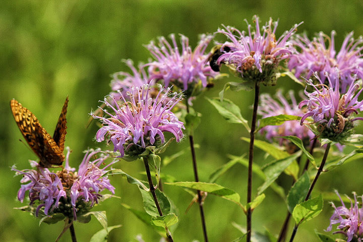 CLOSE-UP OF PURPLE FLOWERS BLOOMING