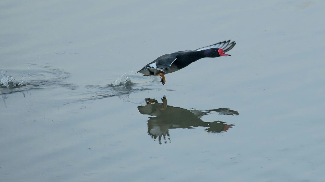 BIRD SWIMMING ON LAKE