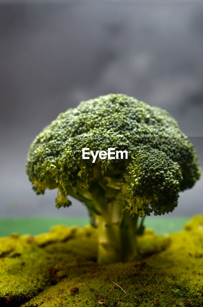 The cross section of the vegetable broccoli that made miniature the atmosphere of nature