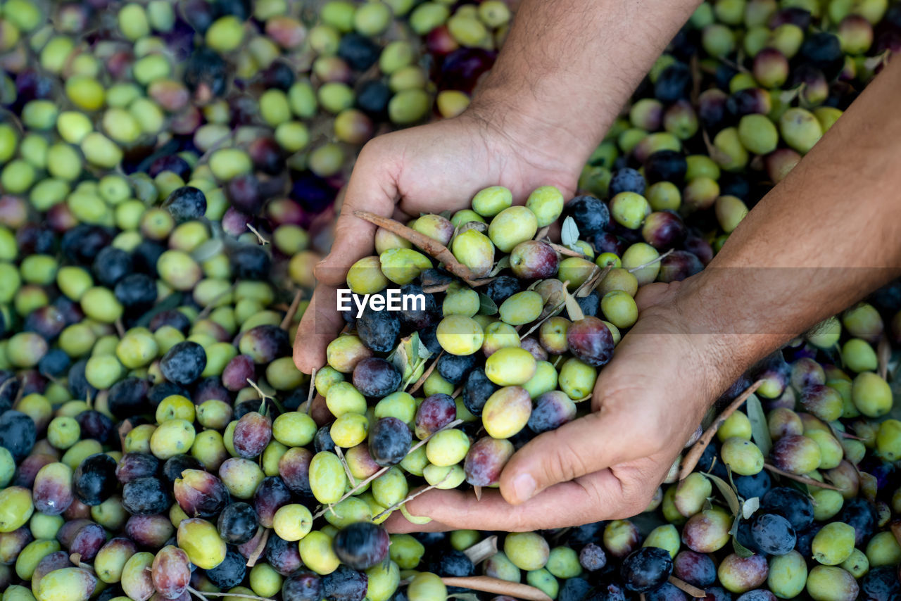 Handful of harvests of fresh olives in men's hands.  concept of healthy and organic food. top view,