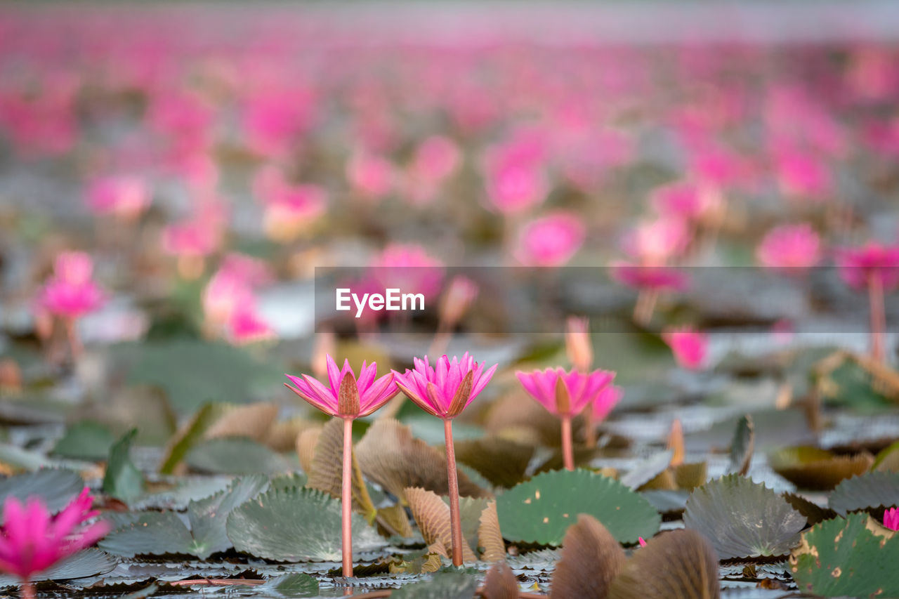 CLOSE-UP OF PINK WATER LILY FLOWERS IN LAKE