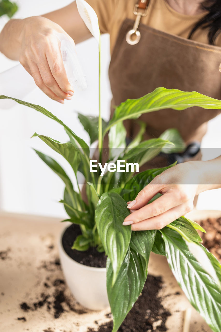 Closeup of female gardener hands watering houseplant using spray bottle