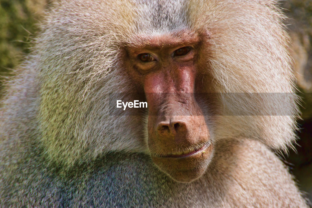 A baboon close-up portrait