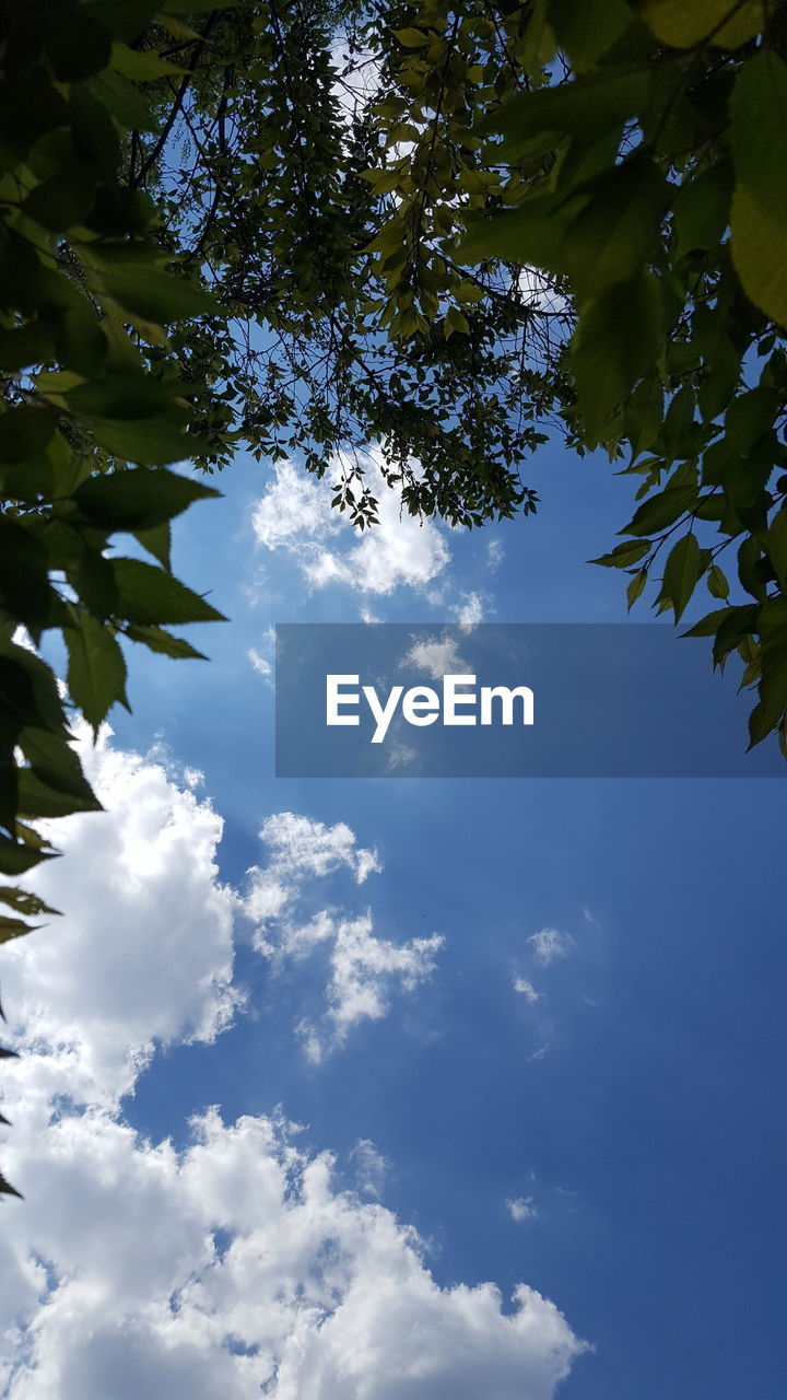 Low angle view of trees against sky