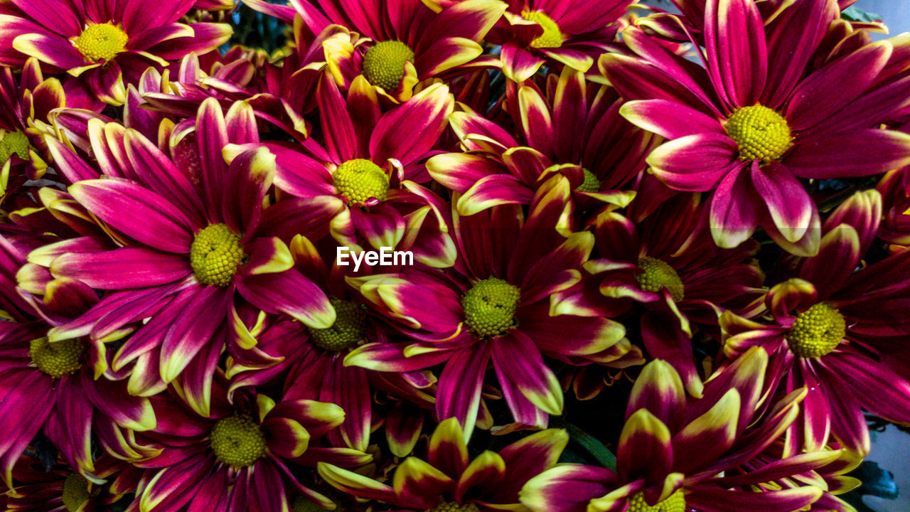 FULL FRAME SHOT OF PINK FLOWERS