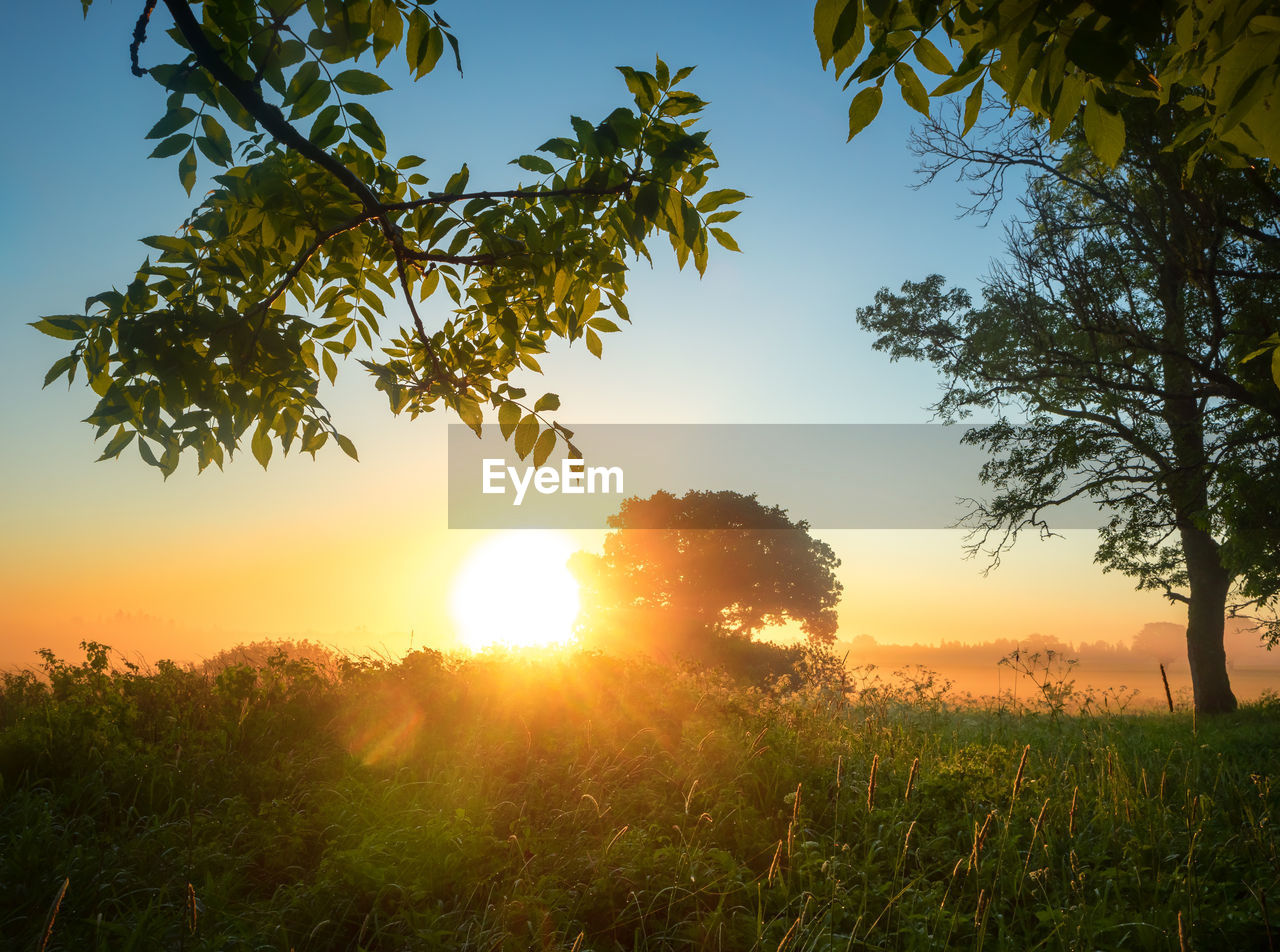 plant, sky, nature, sunset, tree, sun, landscape, sunlight, environment, beauty in nature, land, field, scenics - nature, rural scene, tranquility, sunbeam, grass, back lit, agriculture, twilight, lens flare, tranquil scene, no people, growth, summer, outdoors, leaf, silhouette, plant part, dawn, idyllic, non-urban scene, cloud, crop, branch, green, autumn, natural environment, horizon, travel, food and drink, orange color, forest, food, plain, flower, vibrant color, blue, sunny, multi colored, clear sky, meadow, yellow, evening, travel destinations, environmental conservation, social issues, farm, freshness, light - natural phenomenon