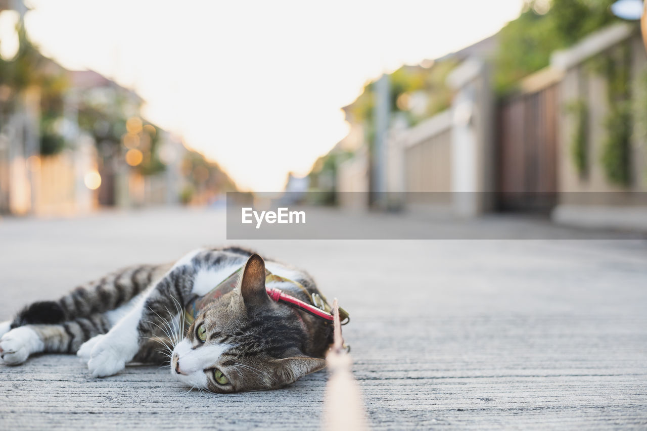 CAT RESTING IN A FOOTPATH