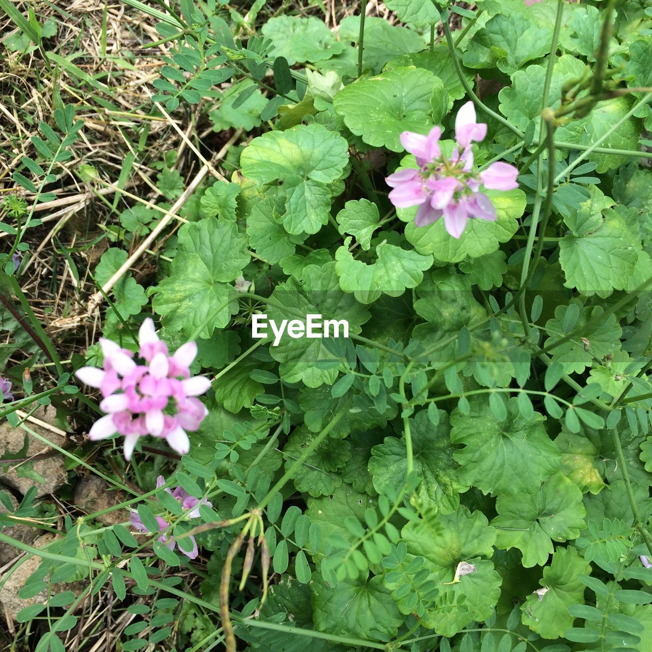 CLOSE-UP OF FRESH PURPLE FLOWERS BLOOMING IN GARDEN