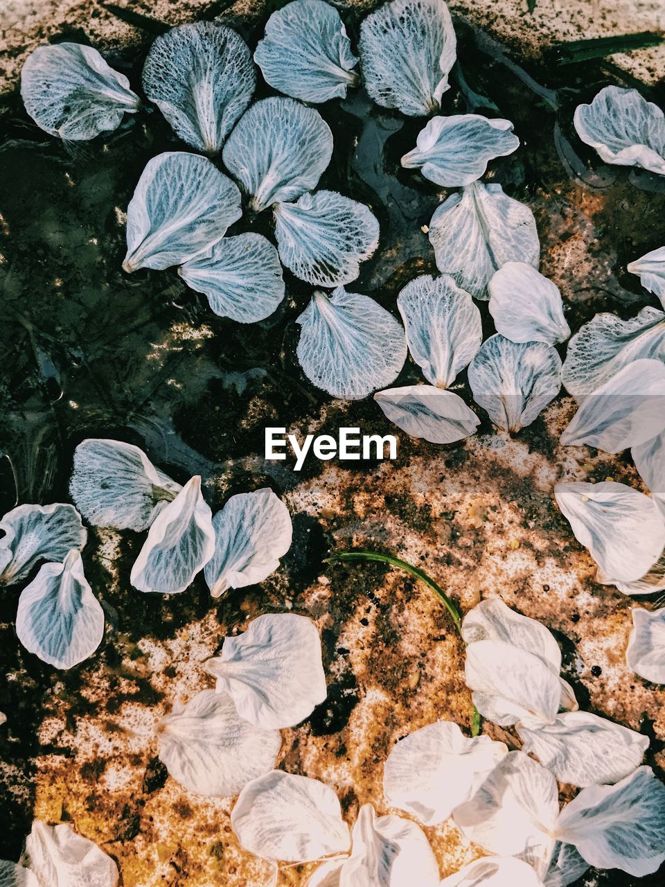 High angle view of flowering plants on land