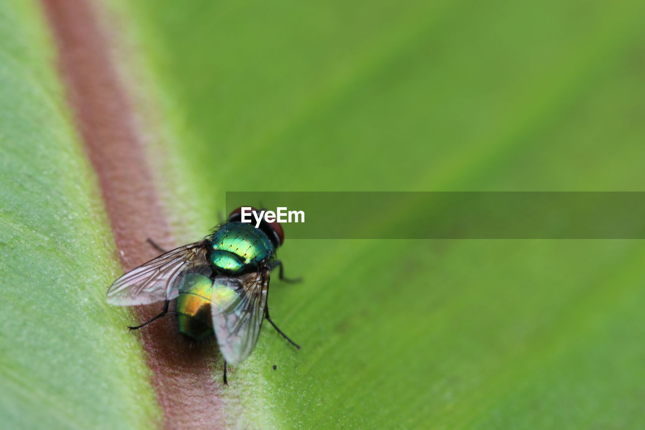 CLOSE-UP OF HOUSEFLY