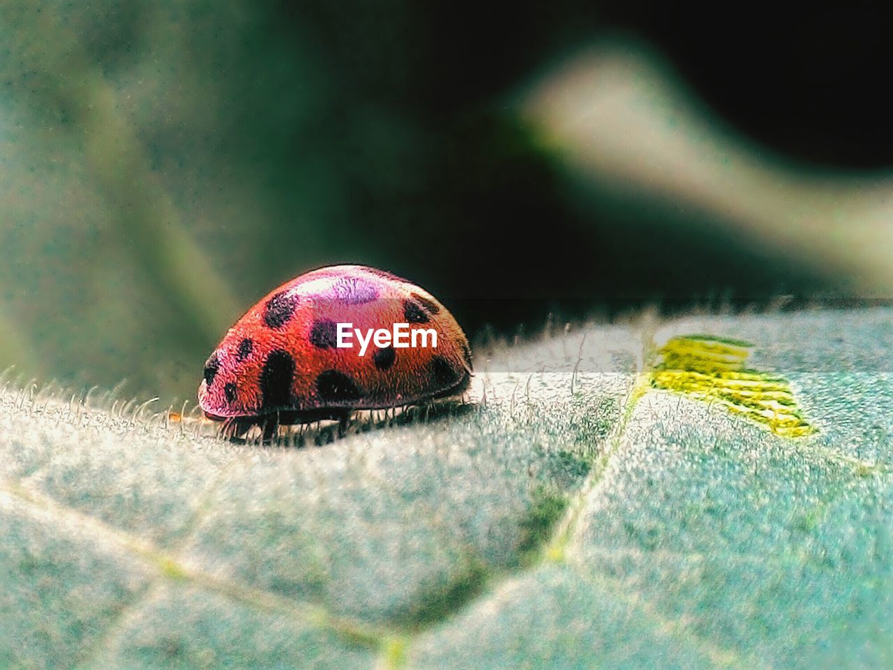 Close-up of ladybug on leaf