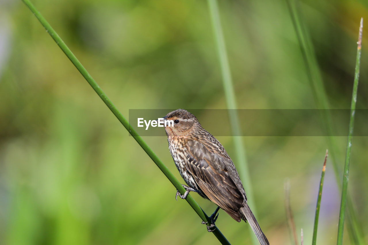 Brown female red-wing blackbird agelaius phoeniceus perches on the tall reeds and grass in a pond 