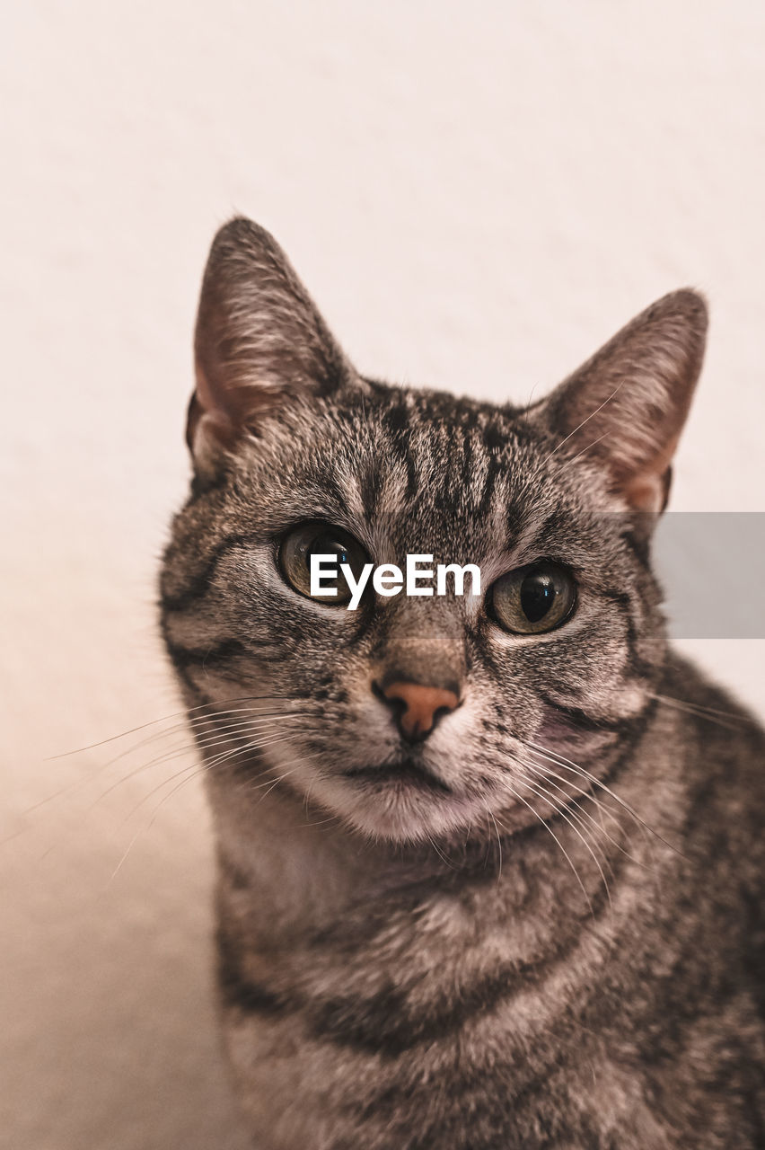 CLOSE-UP PORTRAIT OF A CAT