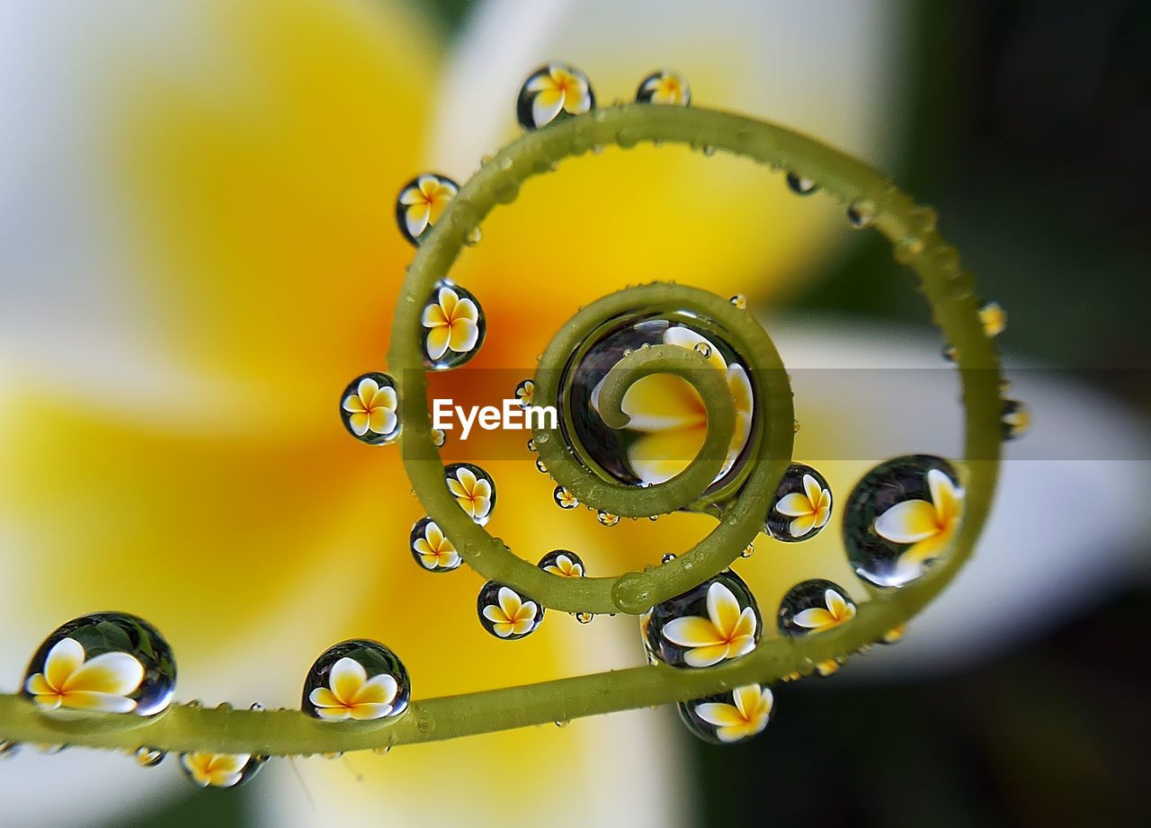 Close-up of raindrops on plant stem