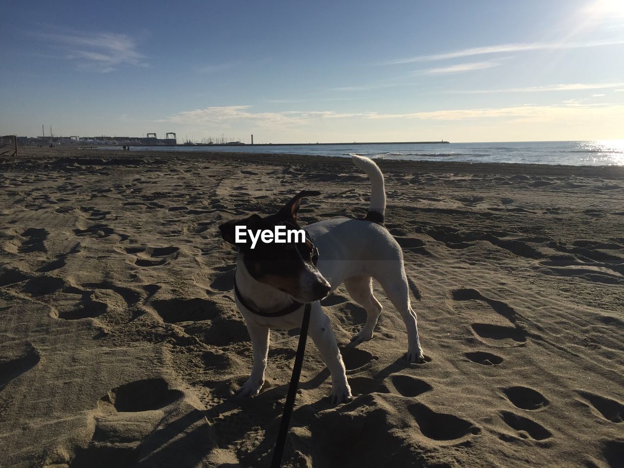 HORSE ON BEACH AGAINST SKY