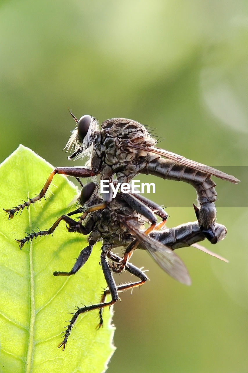 Close-up of insect on plant