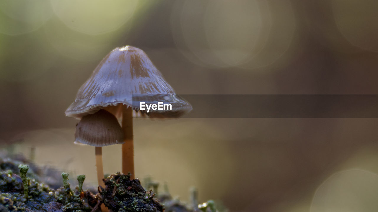 Close-up of mushroom growing on land