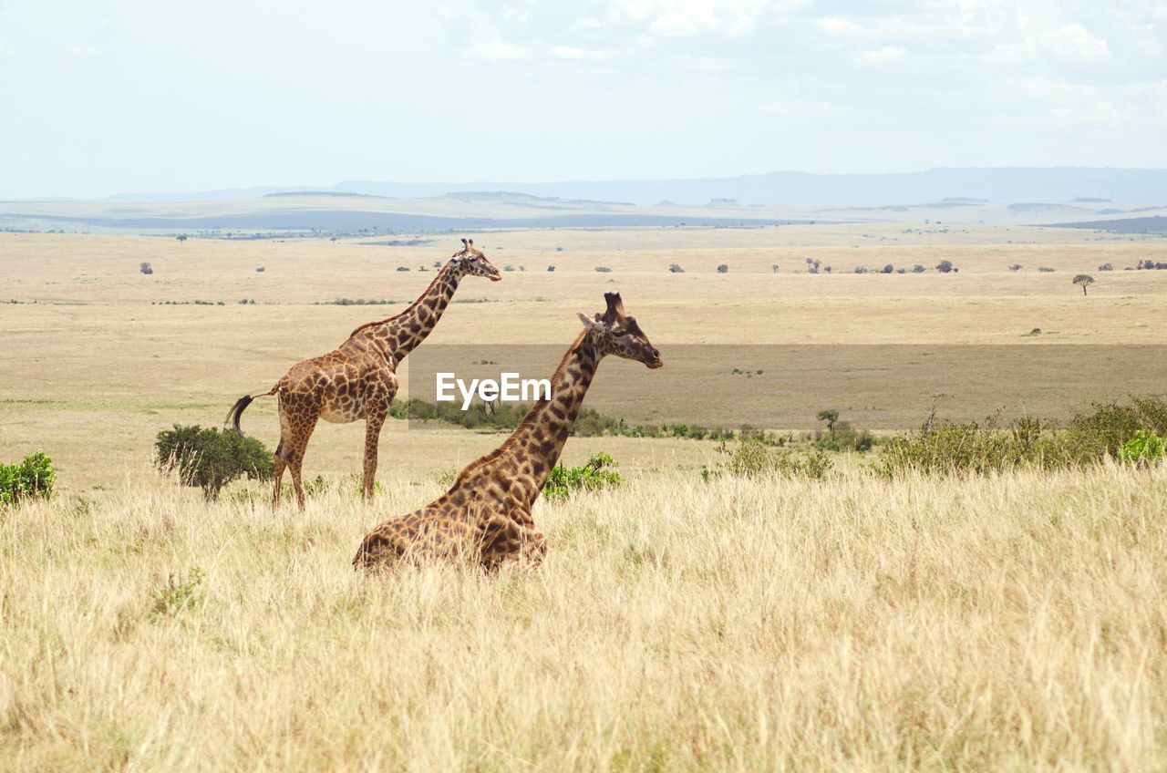 VIEW OF GIRAFFE ON GRASSY FIELD AGAINST SKY