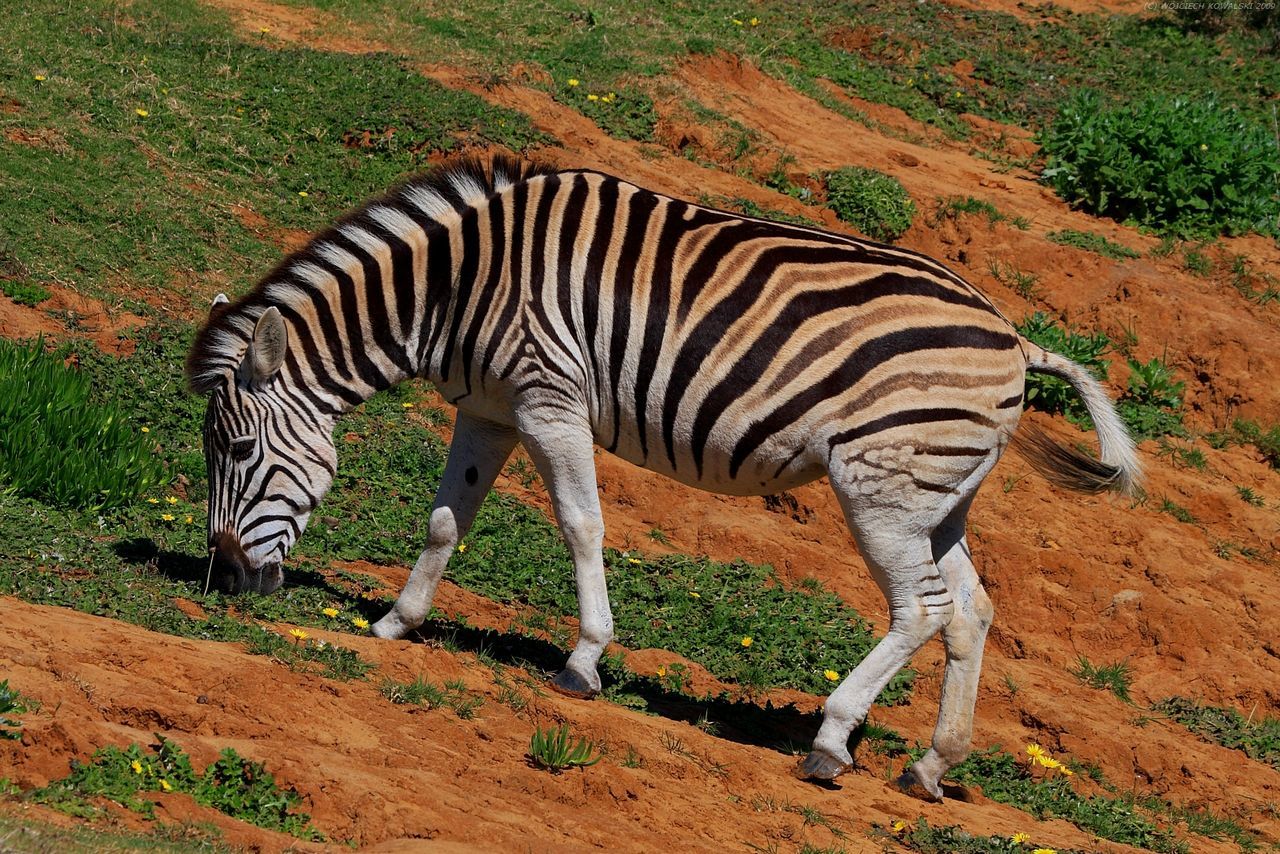 HIGH ANGLE VIEW OF ZEBRA ON FIELD
