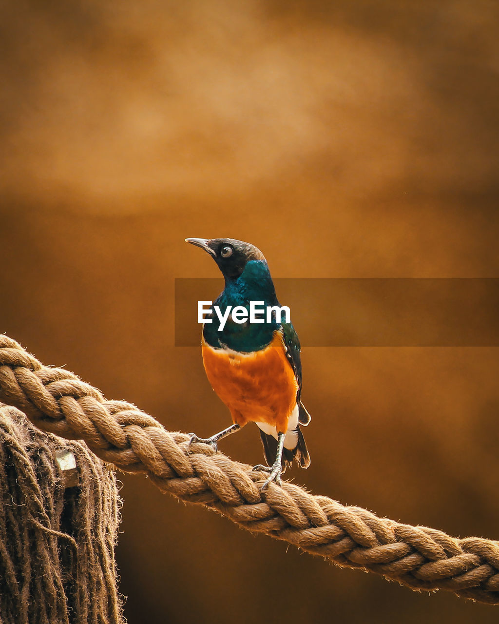 Close-up of bird perching on rope