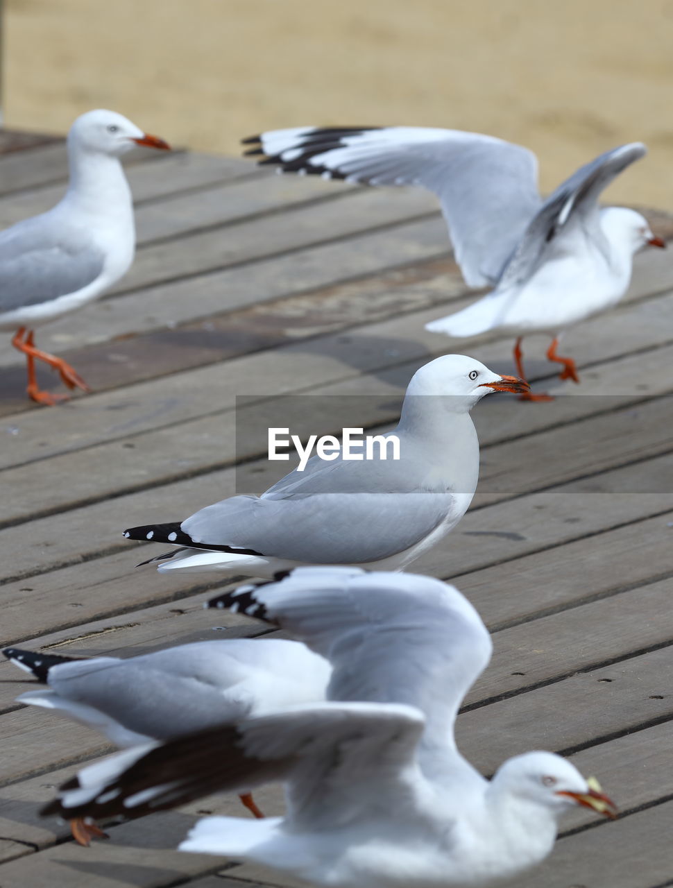 SEAGULL PERCHING ON FLOOR