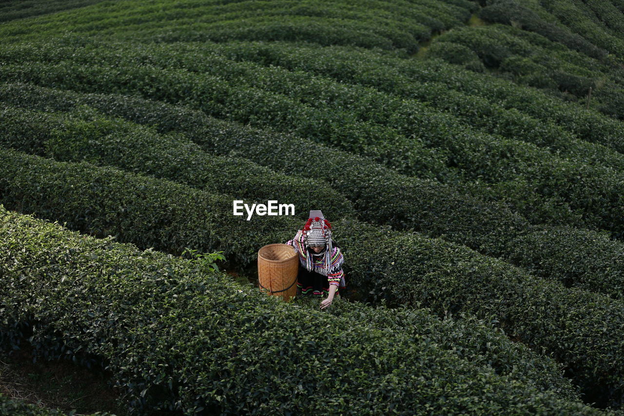 REAR VIEW OF WOMAN WITH RICE PADDY