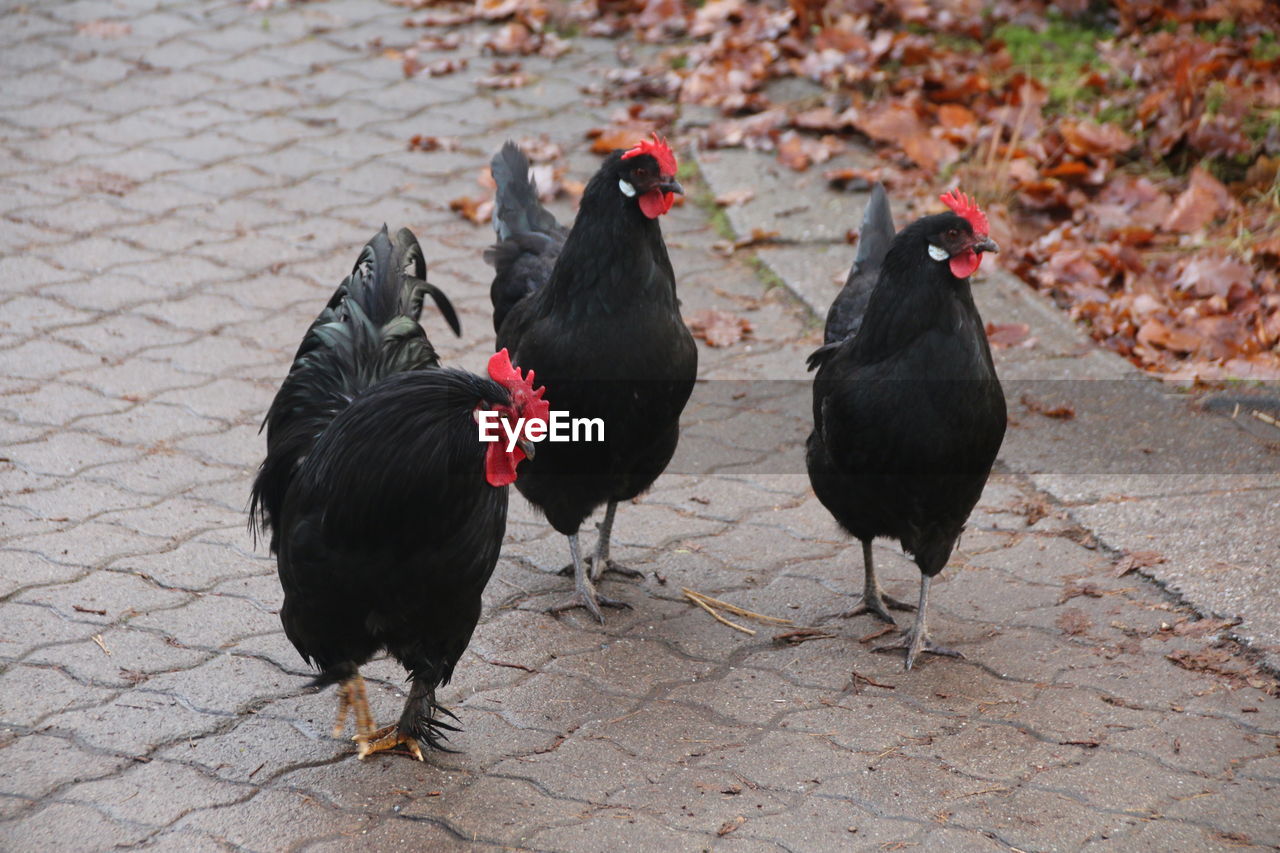 HIGH ANGLE VIEW OF BLACK BIRDS ON FOOTPATH