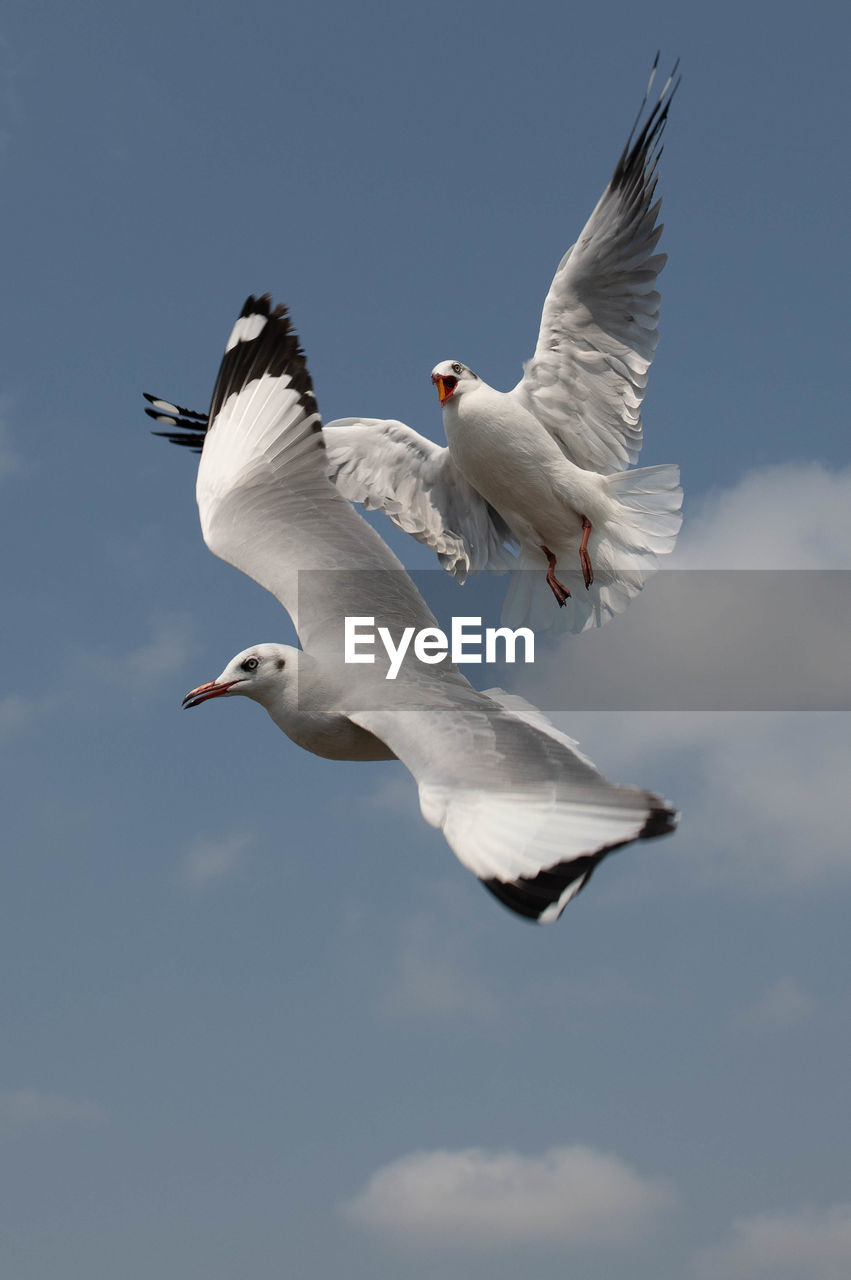 Seagull flying on beautiful blue sky and cloud catching food in the air.