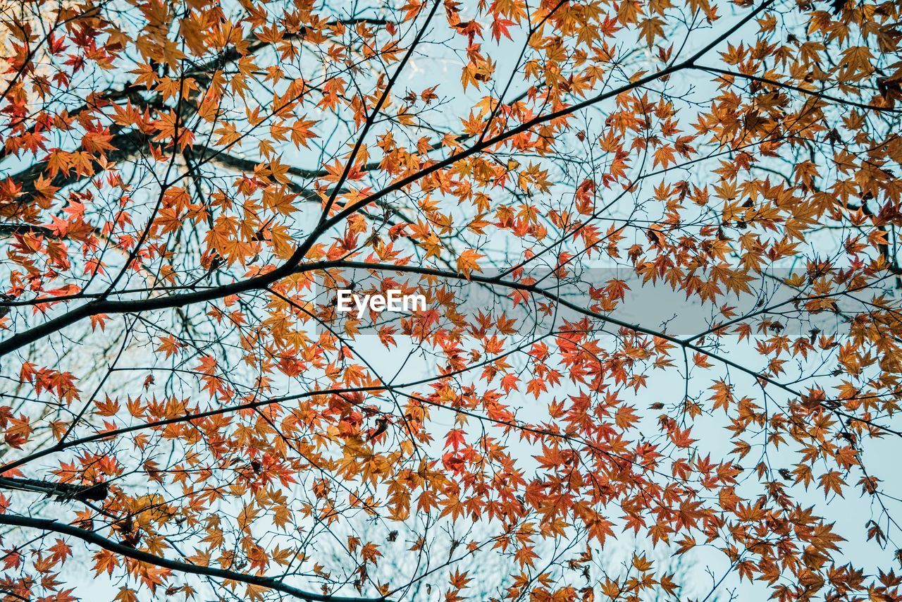 tree, plant, low angle view, branch, no people, nature, growth, beauty in nature, backgrounds, leaf, sky, day, full frame, autumn, flower, outdoors, tranquility, fragility, springtime, clear sky