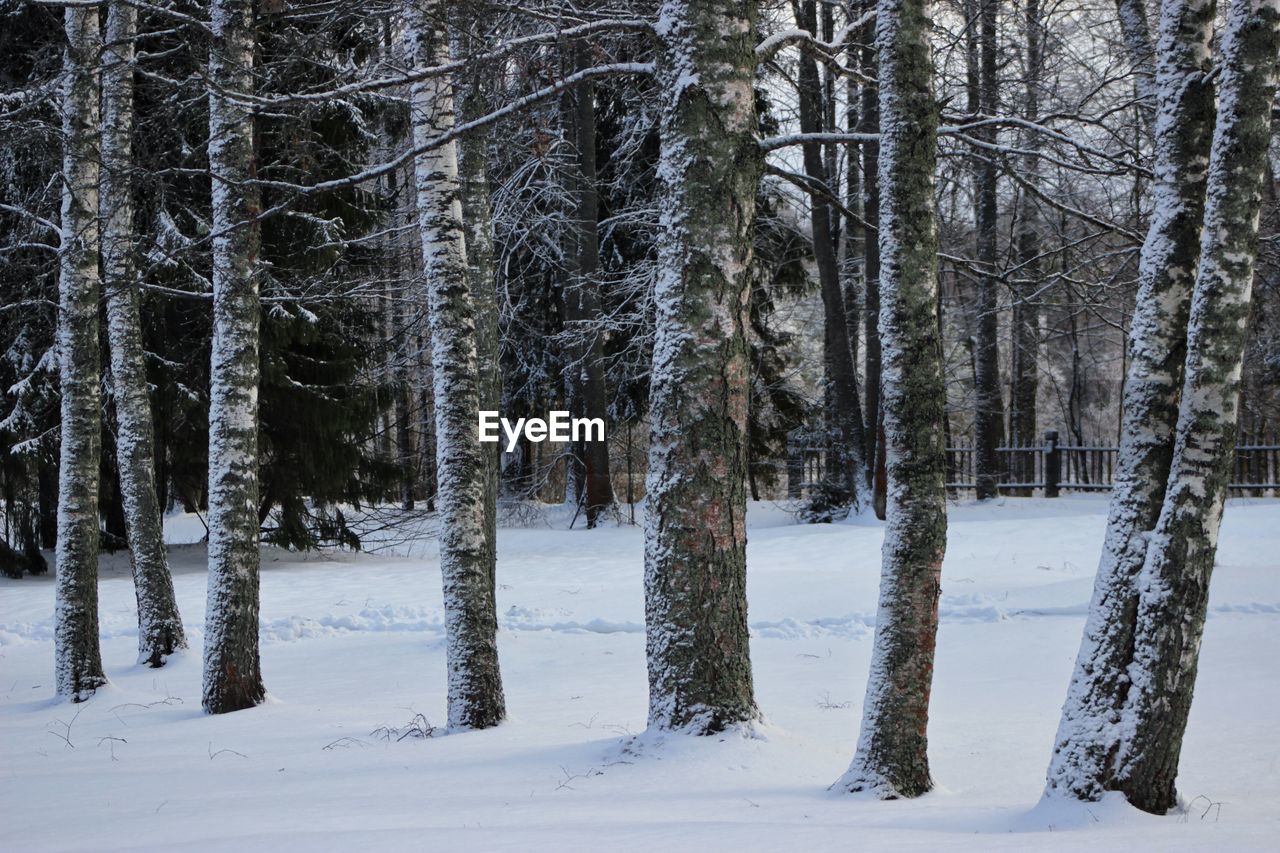 SNOW COVERED TREES IN FOREST