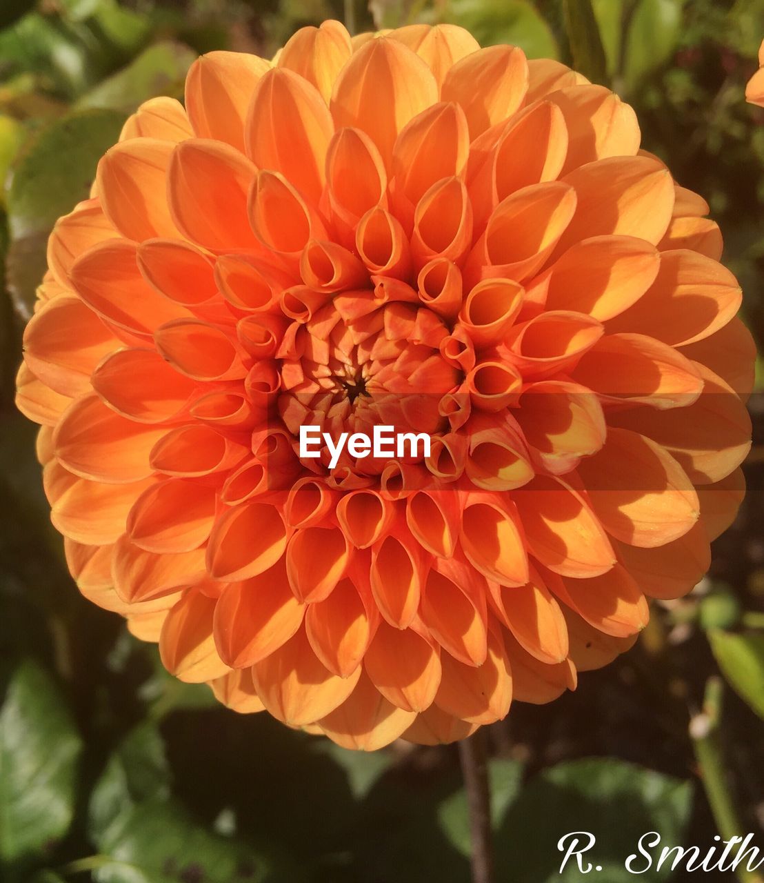 CLOSE-UP OF ORANGE DAHLIA BLOOMING OUTDOORS