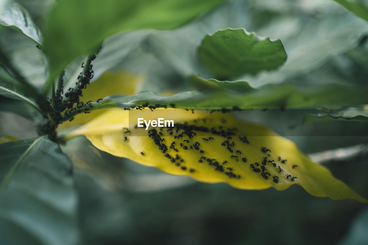 Close-up of yellow flowering plant and ant 