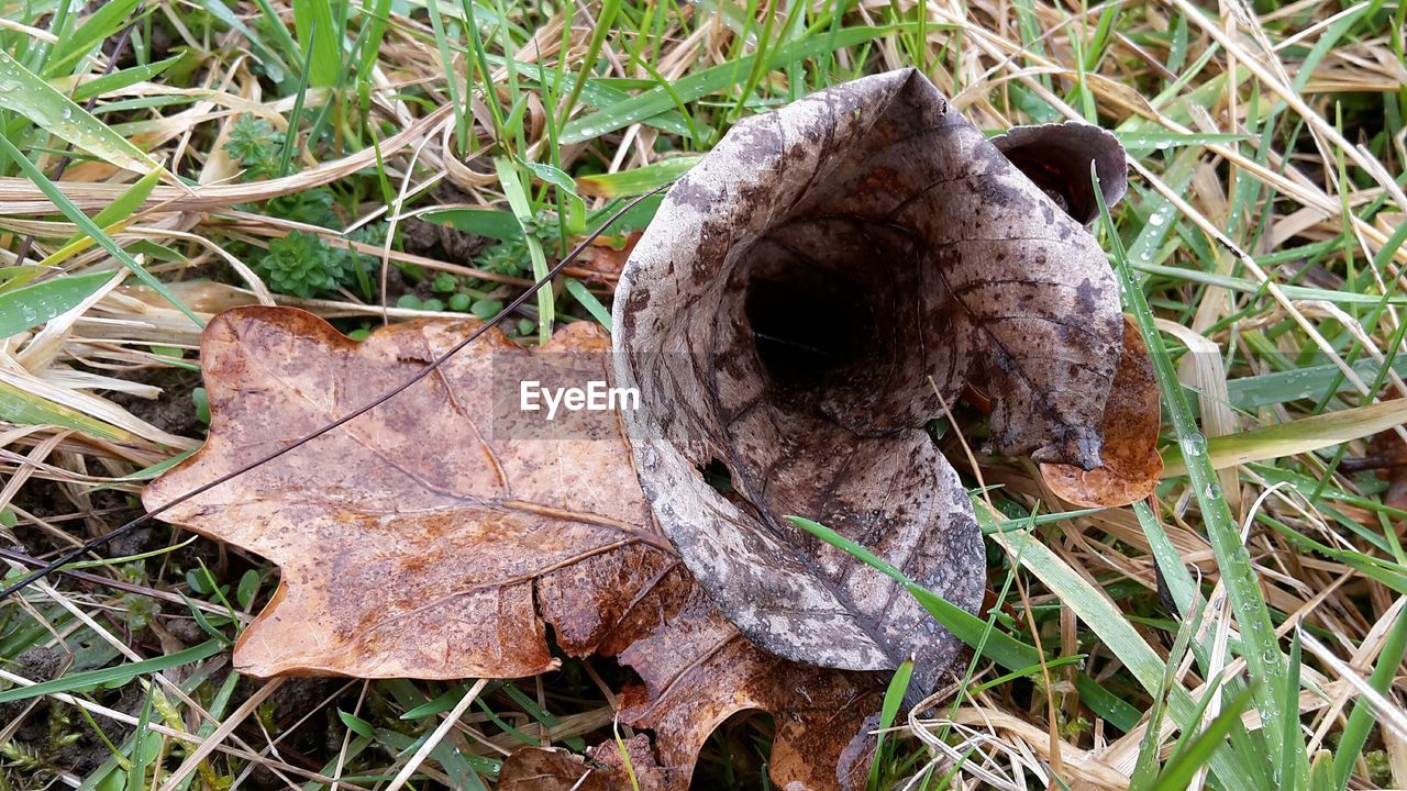 CLOSE-UP OF MUSHROOMS ON FIELD