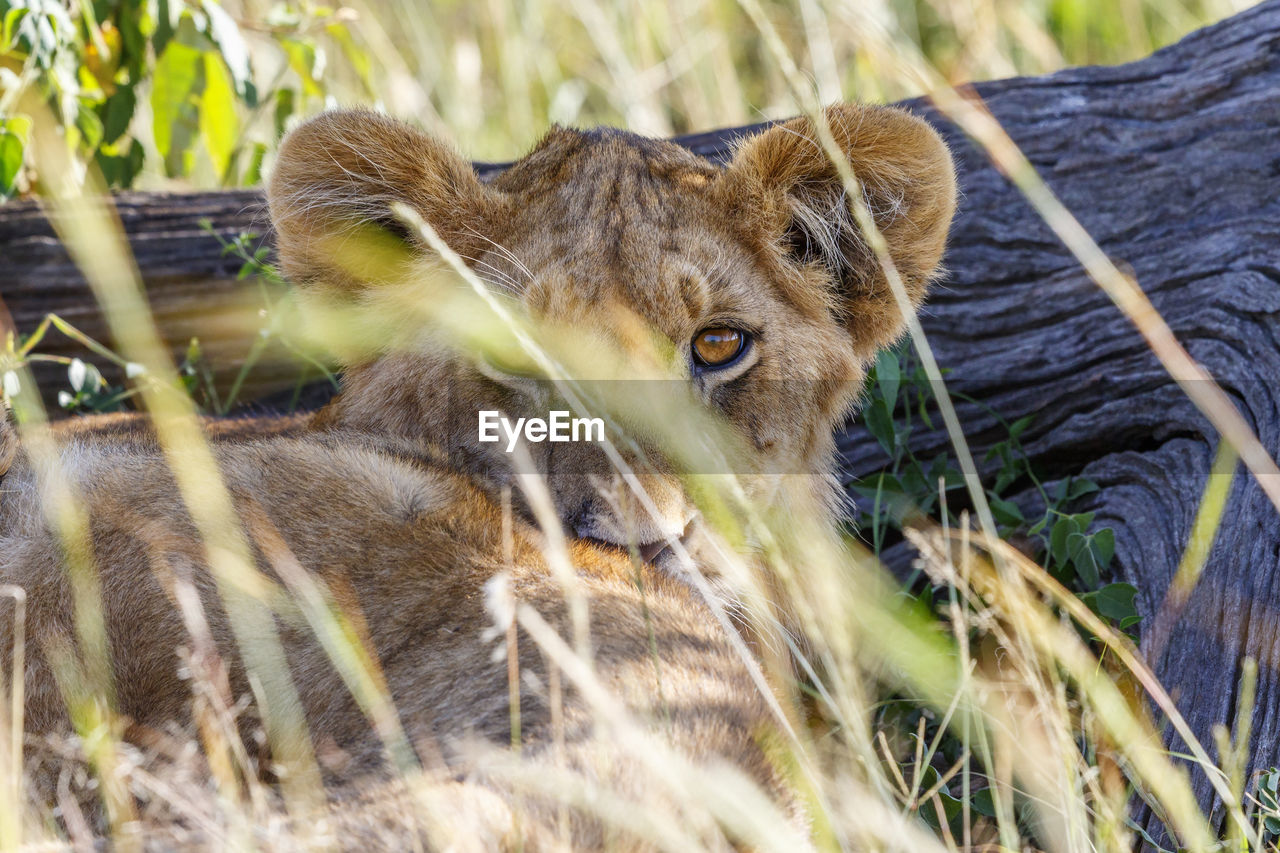 Shy lion cub behind grass straws