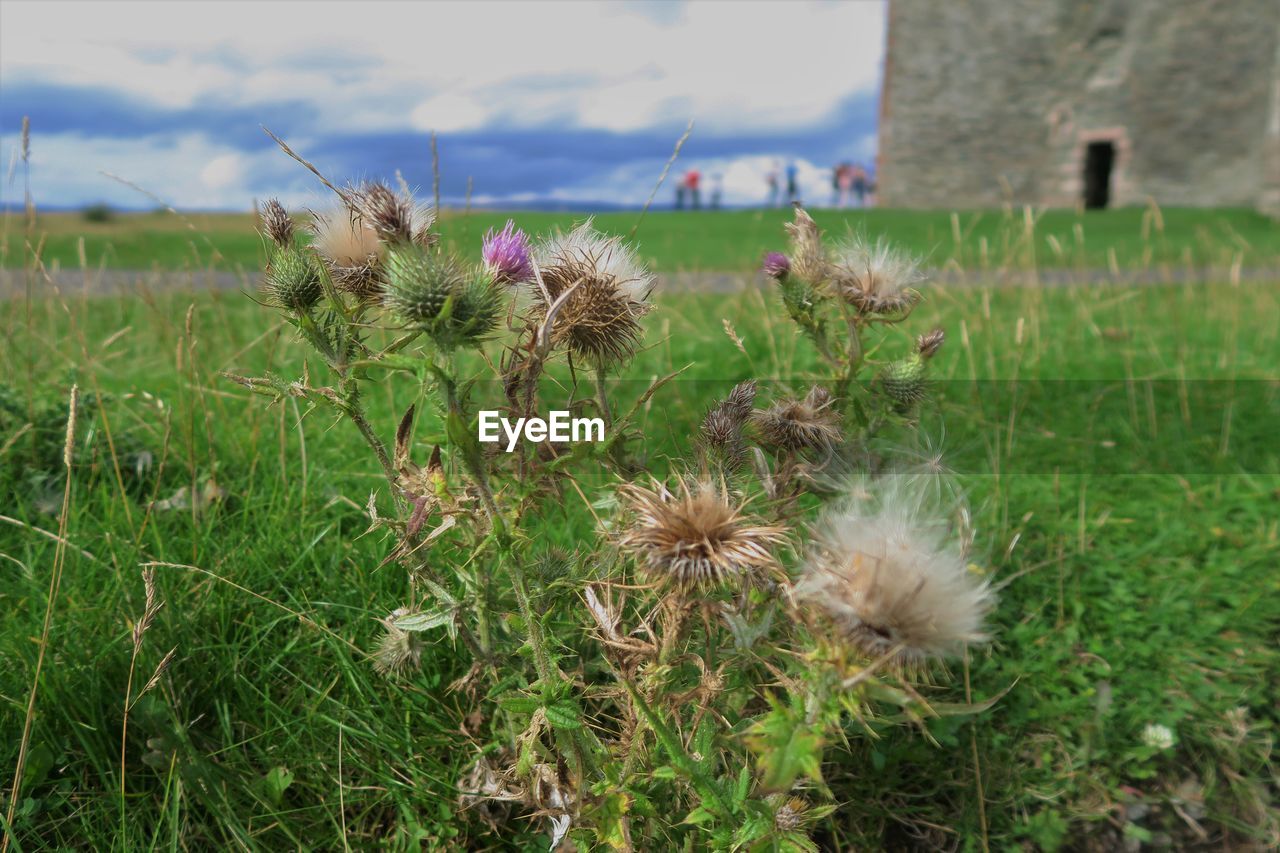 CLOSE-UP OF THISTLE BLOOMING OUTDOORS