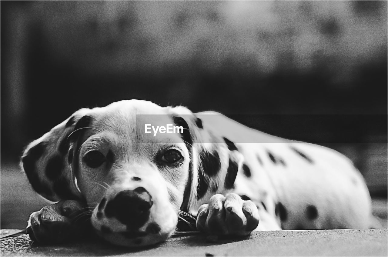 Close-up of dalmatian dog