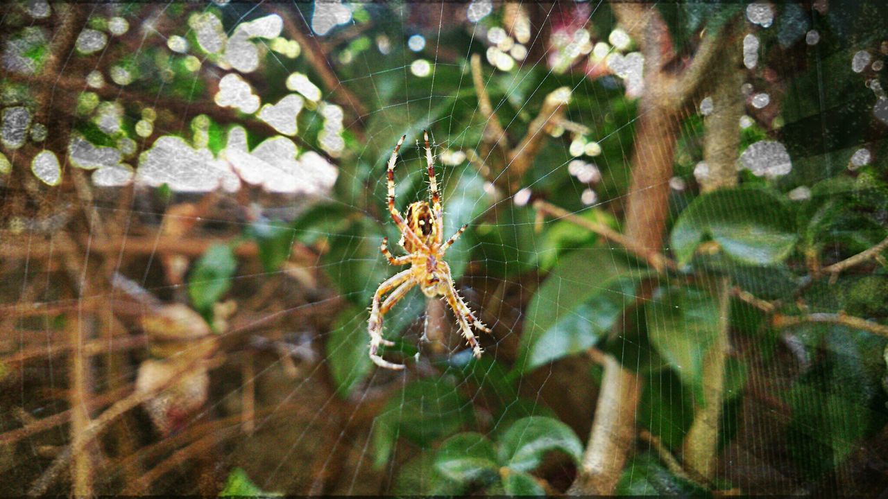 CLOSE-UP OF SPIDER ON WEB AGAINST PLANTS