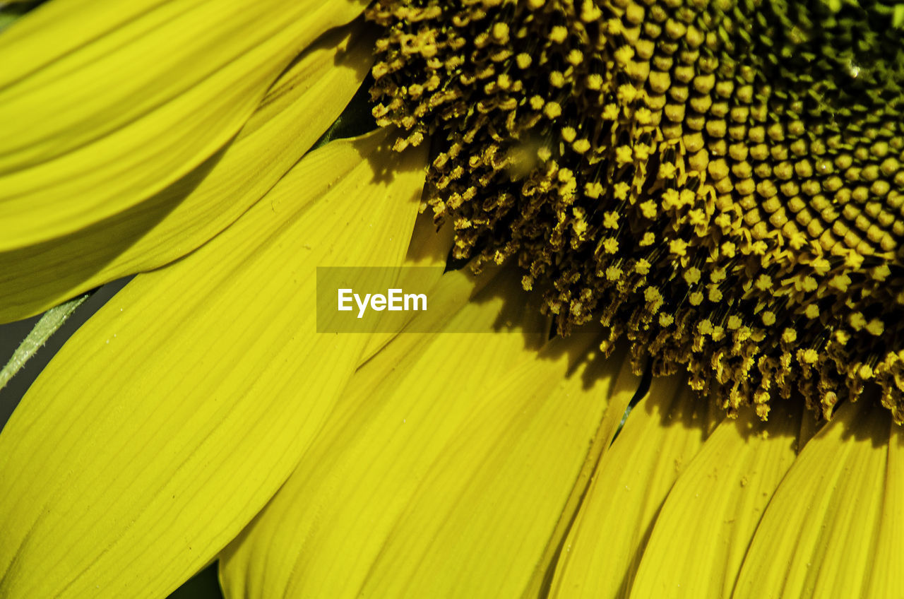 FULL FRAME SHOT OF YELLOW SUNFLOWER ON PLANT