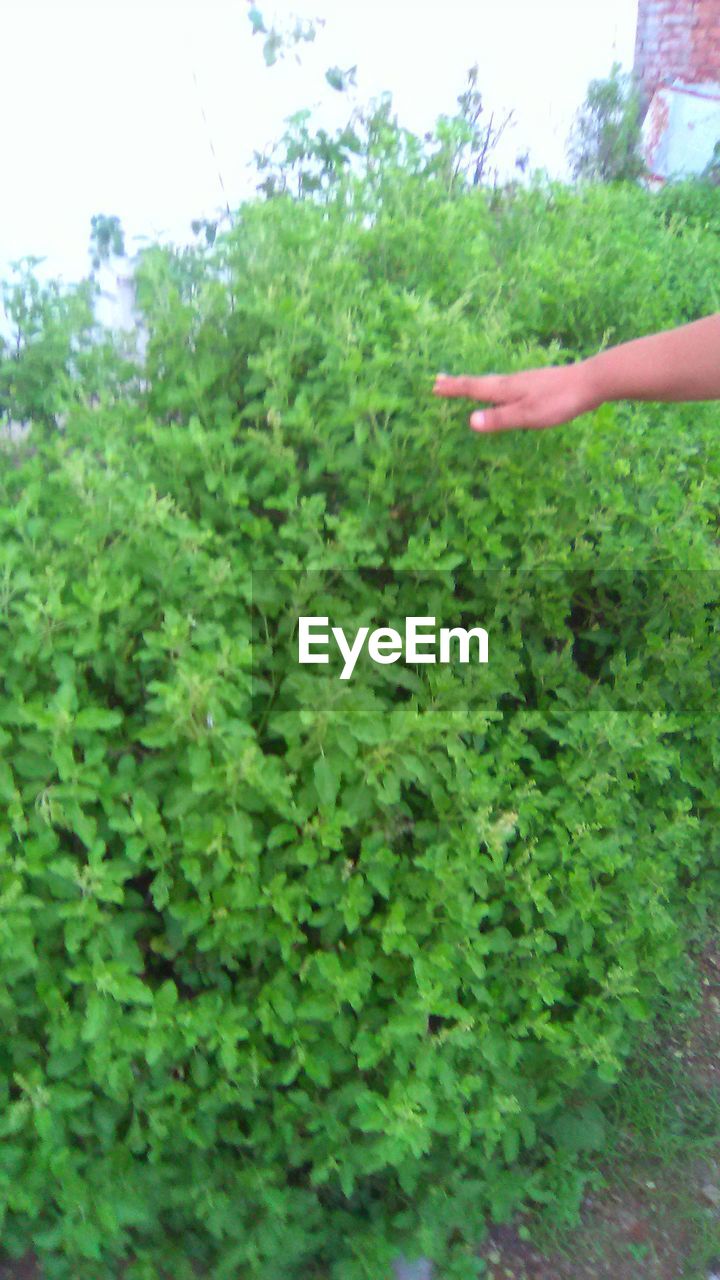 PLANTS GROWING ON A TREE