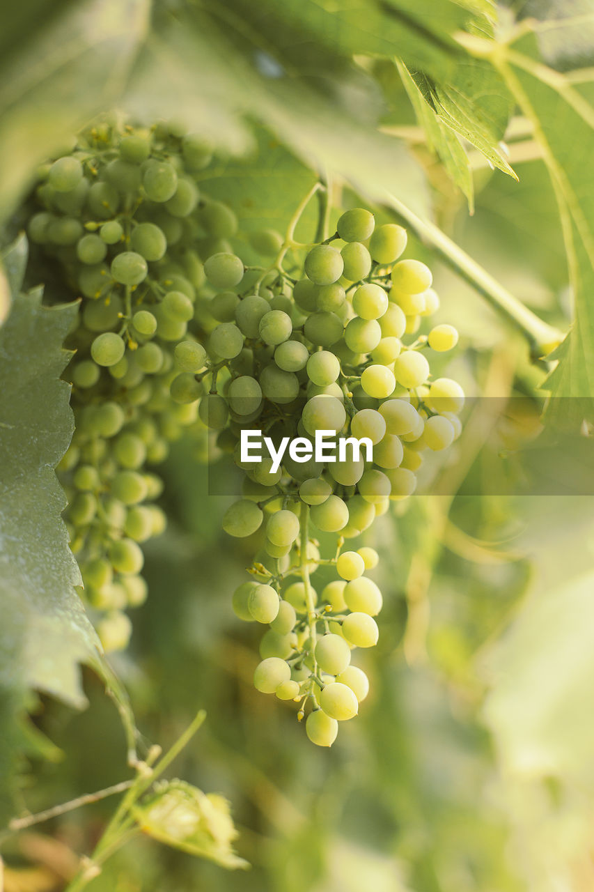 Close-up of grapes growing on plant