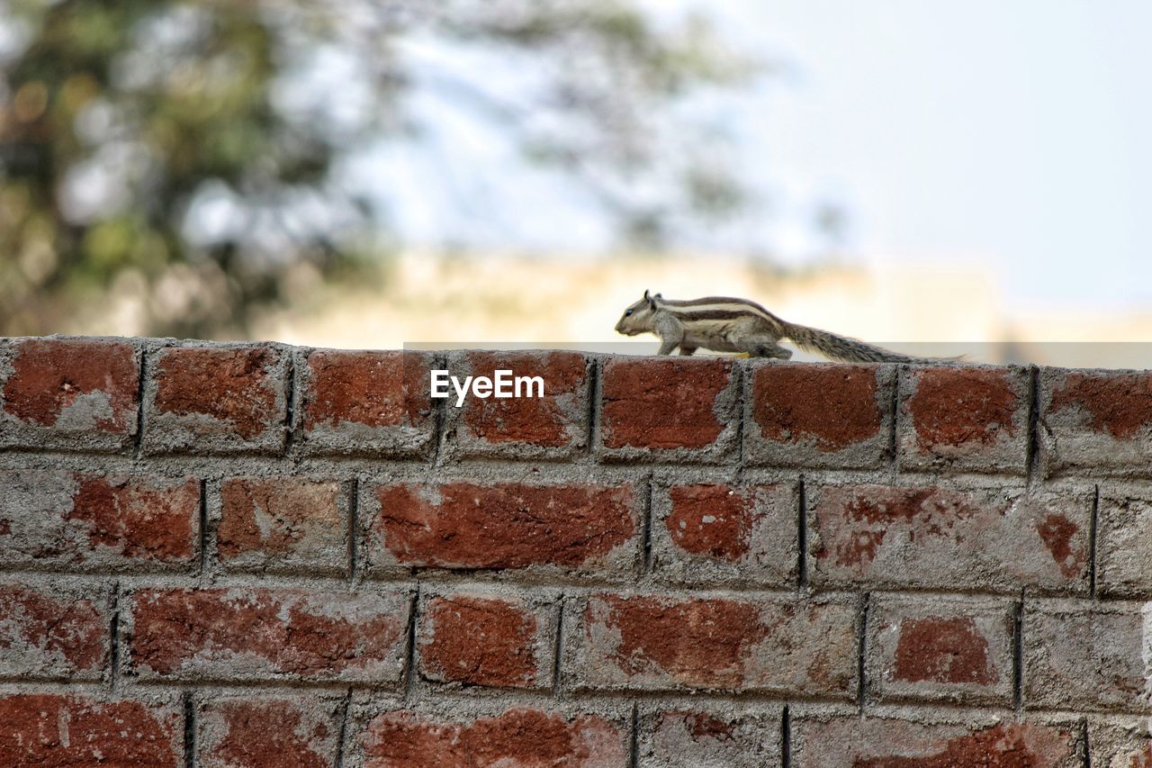 Close-up of squirrel on retaining wall against sky