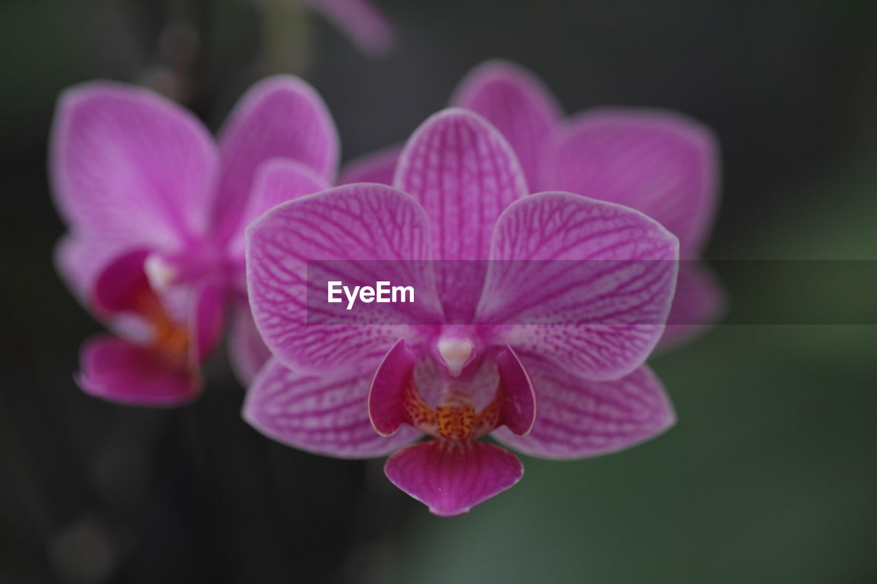 Close-up of pink orchids, phalaenopsis