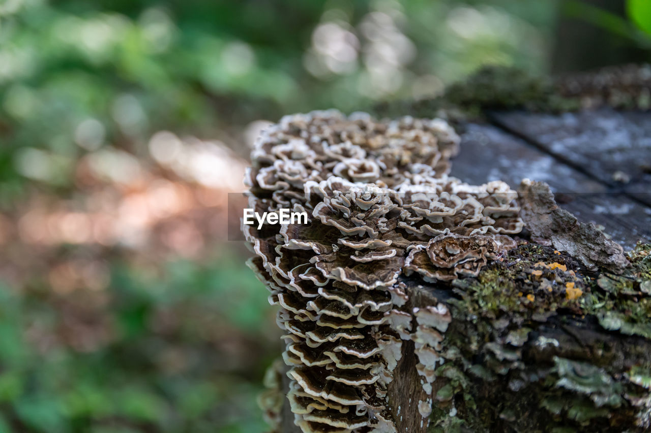 CLOSE-UP OF MUSHROOMS GROWING ON TREE TRUNK