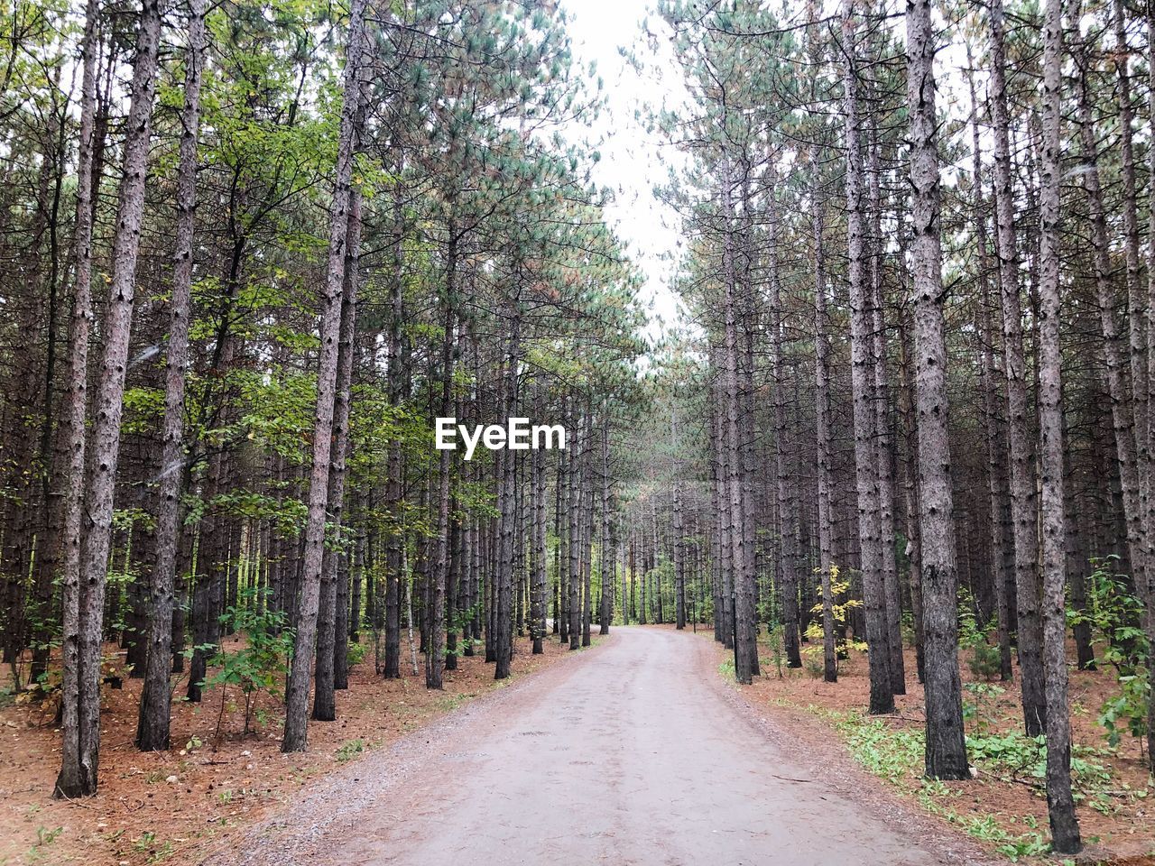 Road amidst trees in forest