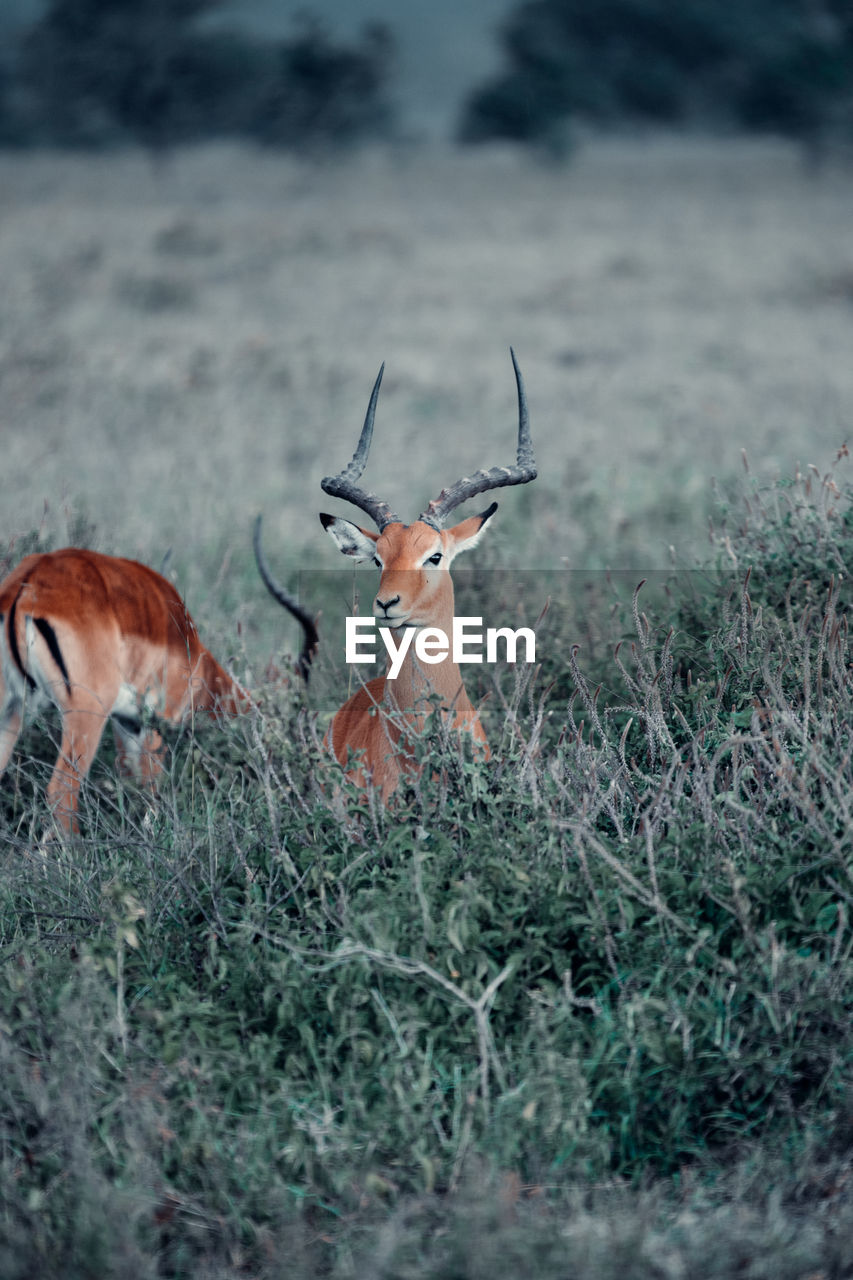 Antelope in kenya