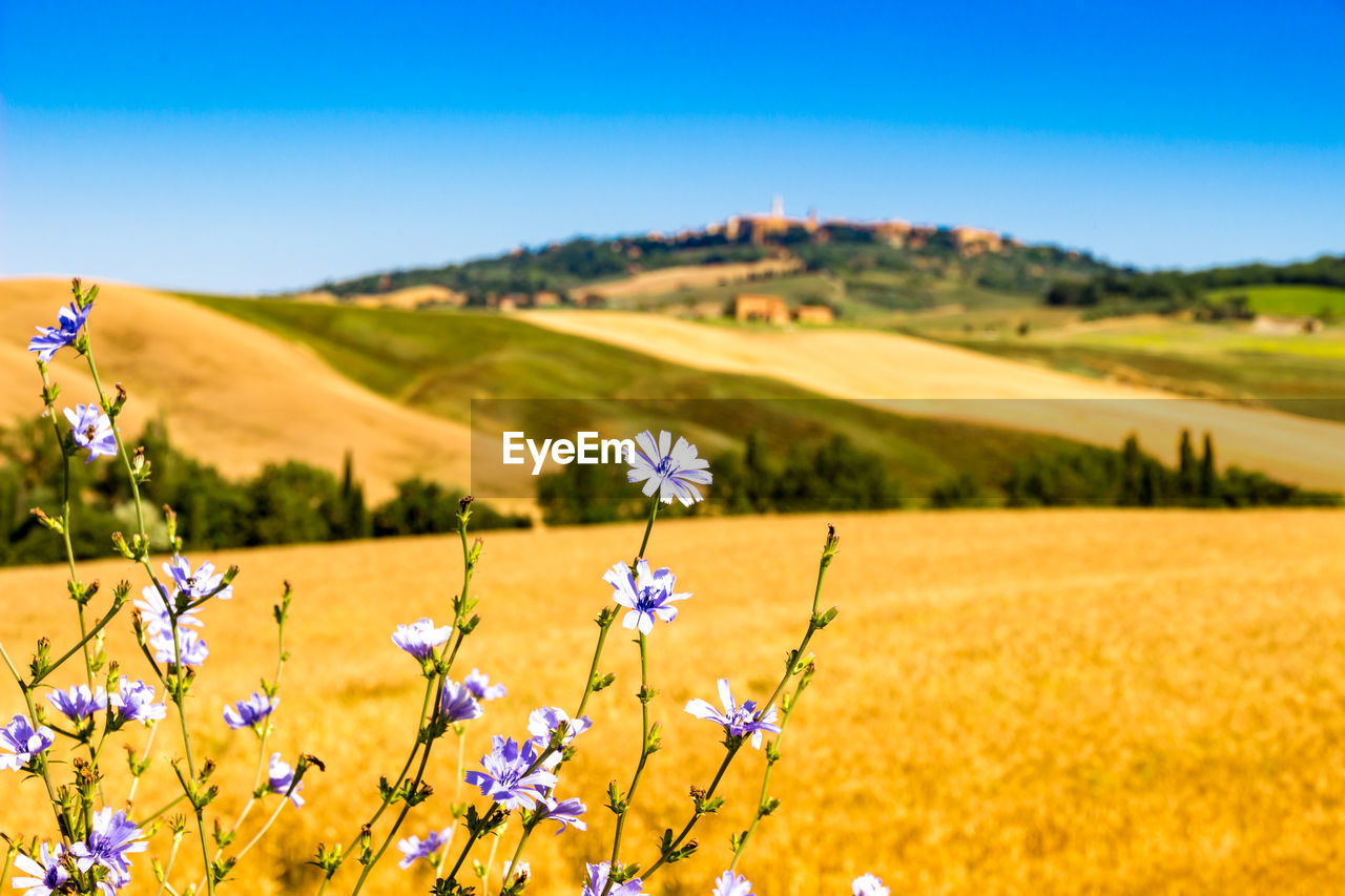 PURPLE FLOWERING PLANTS ON FIELD AGAINST SKY