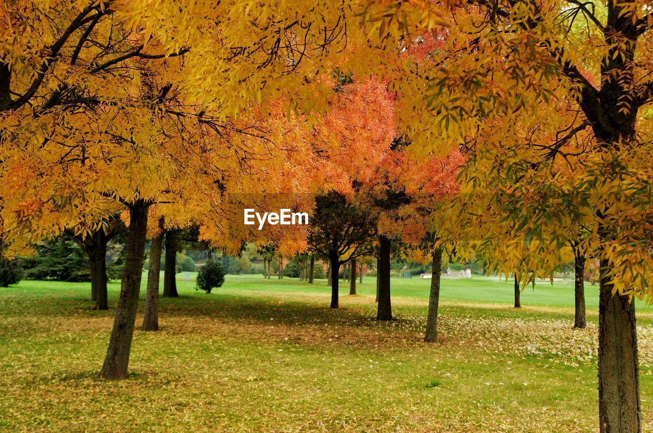 Trees in park