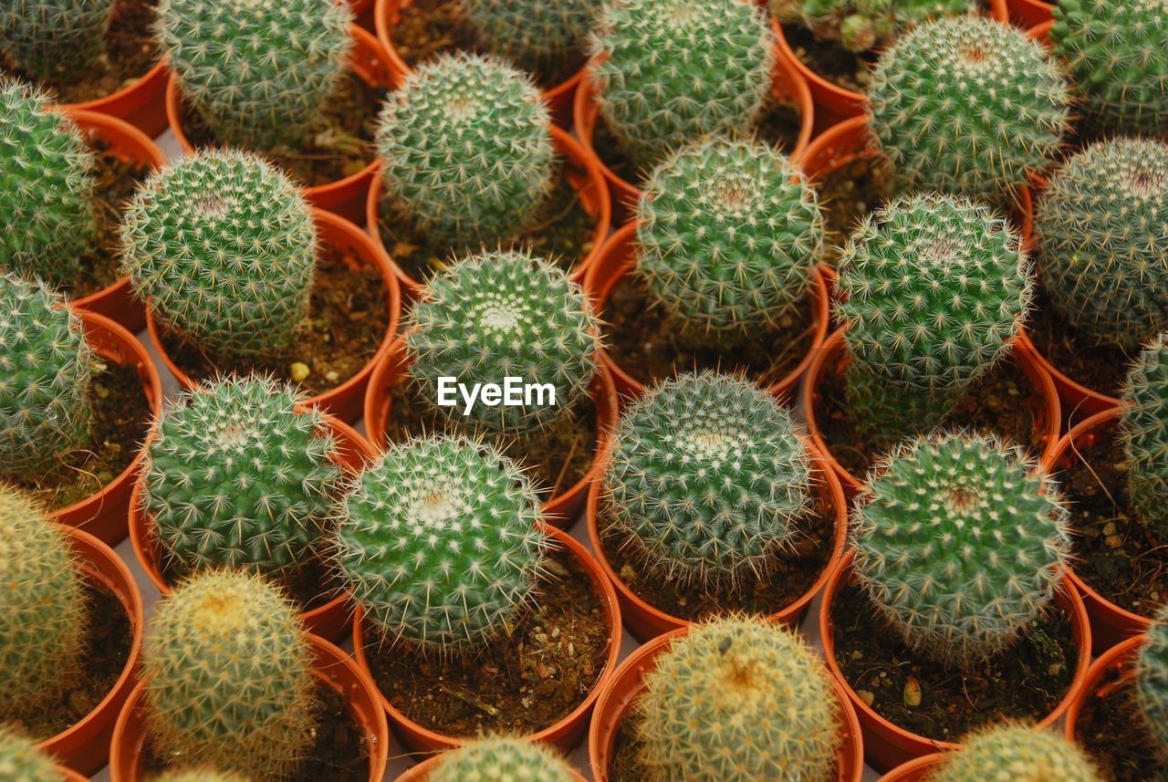 FULL FRAME SHOT OF CACTUS PLANTS