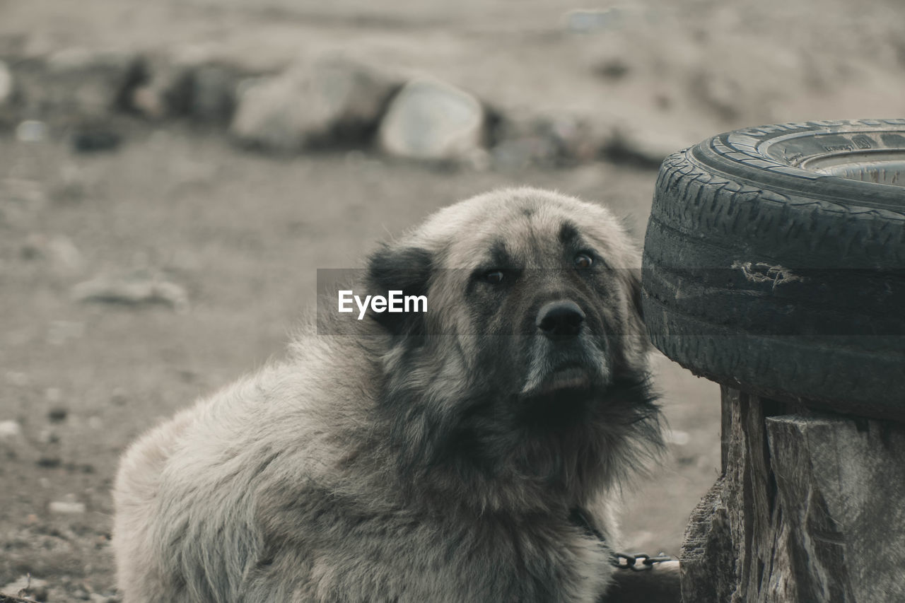 CLOSE-UP PORTRAIT OF DOG LOOKING AWAY ON LAND